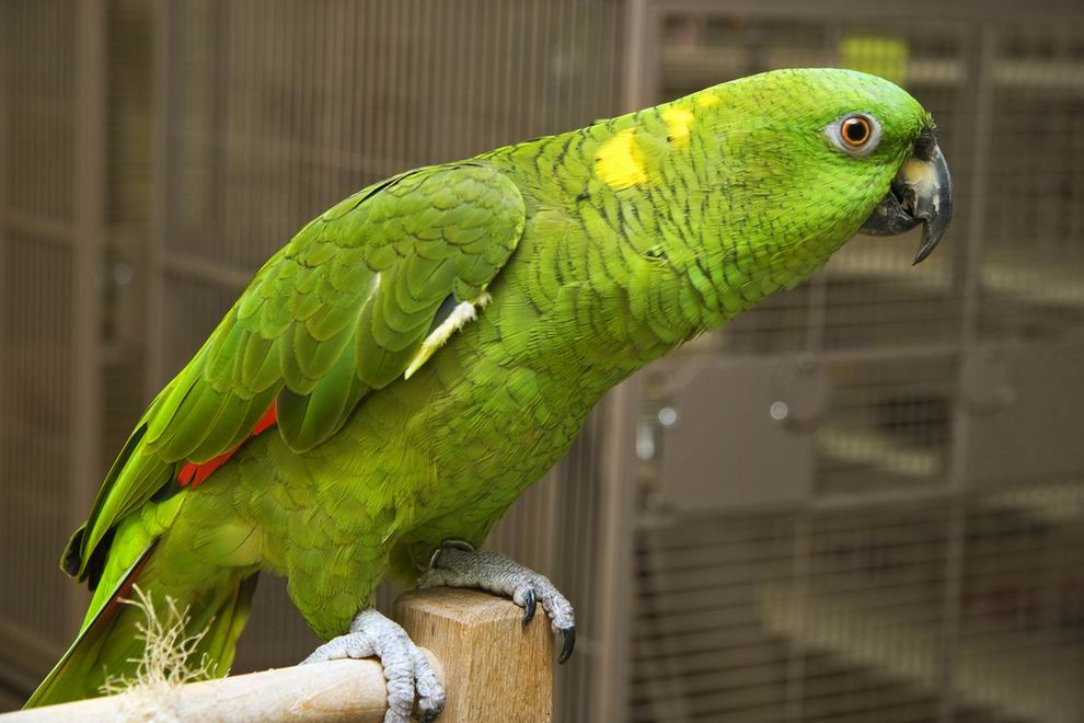 legnépszerűbb papagájfajták - Amazon papagáj