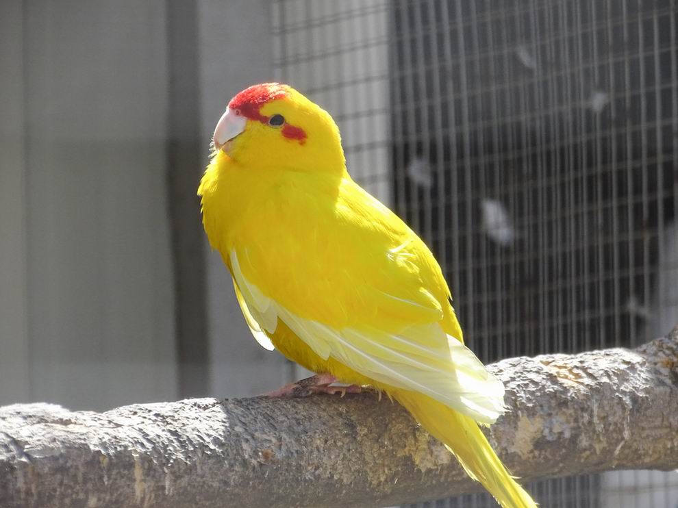 legnépszerűbb papagájfajták - Kakariki