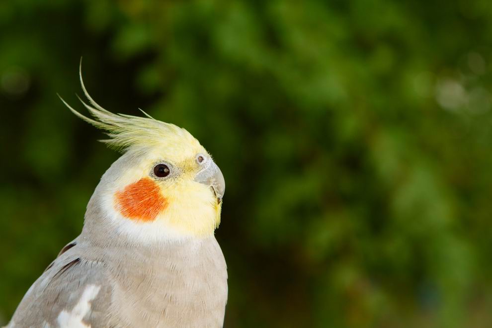 legnépszerűbb papagáj fajták - Nimfa papagáj
